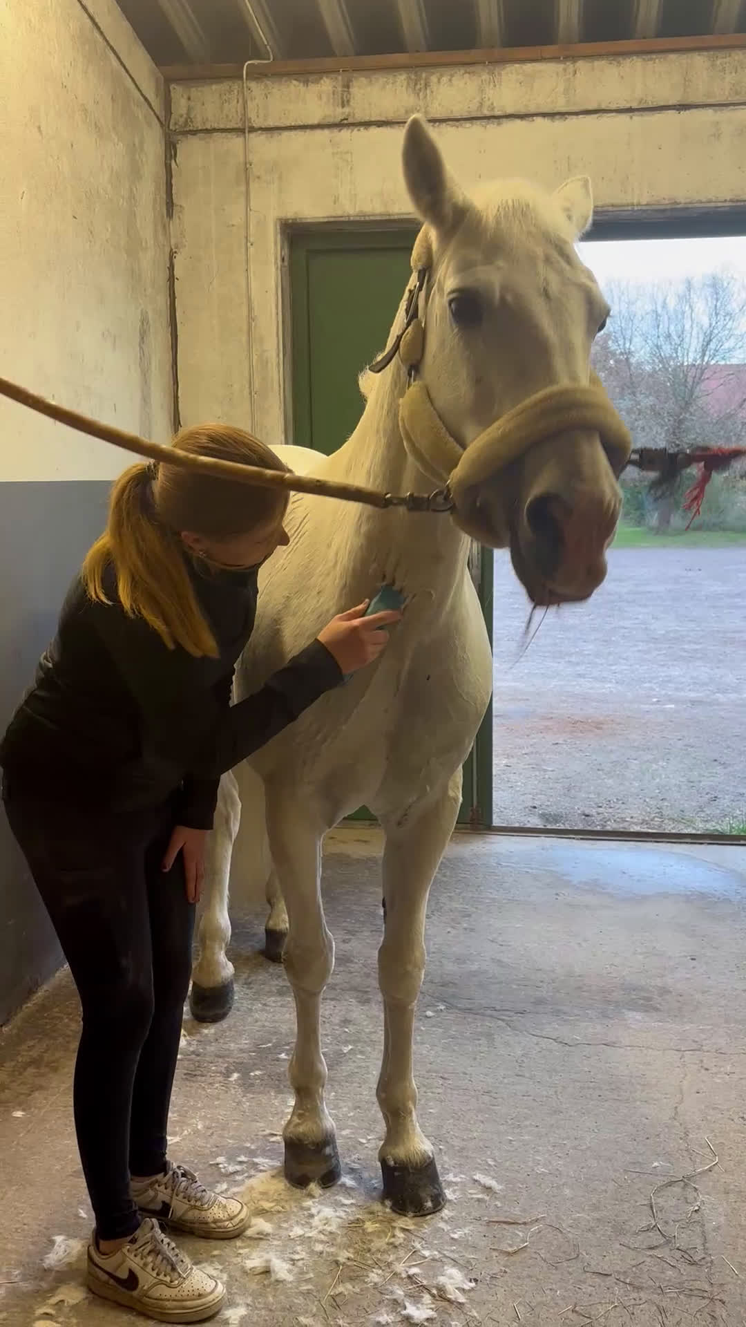 Allround hästar till salu: Underbart snäll och personlig ponny i Helsingborg i Helsingborg - Video 4