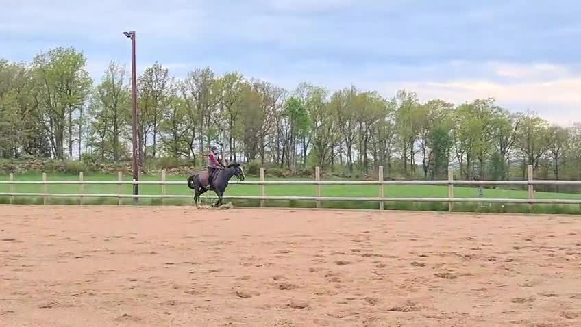 Hoppning hästar till salu: Talangfull 3-åring för framtidens hoppning - Video 5