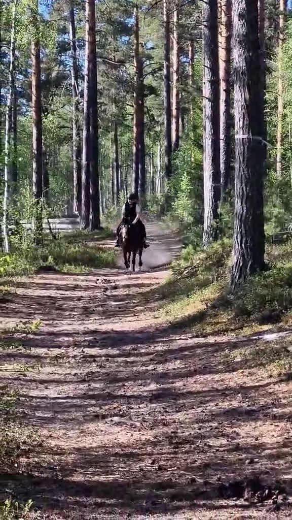  medryttarhäst sökes: Söker medryttar häst!!!! - Video 1