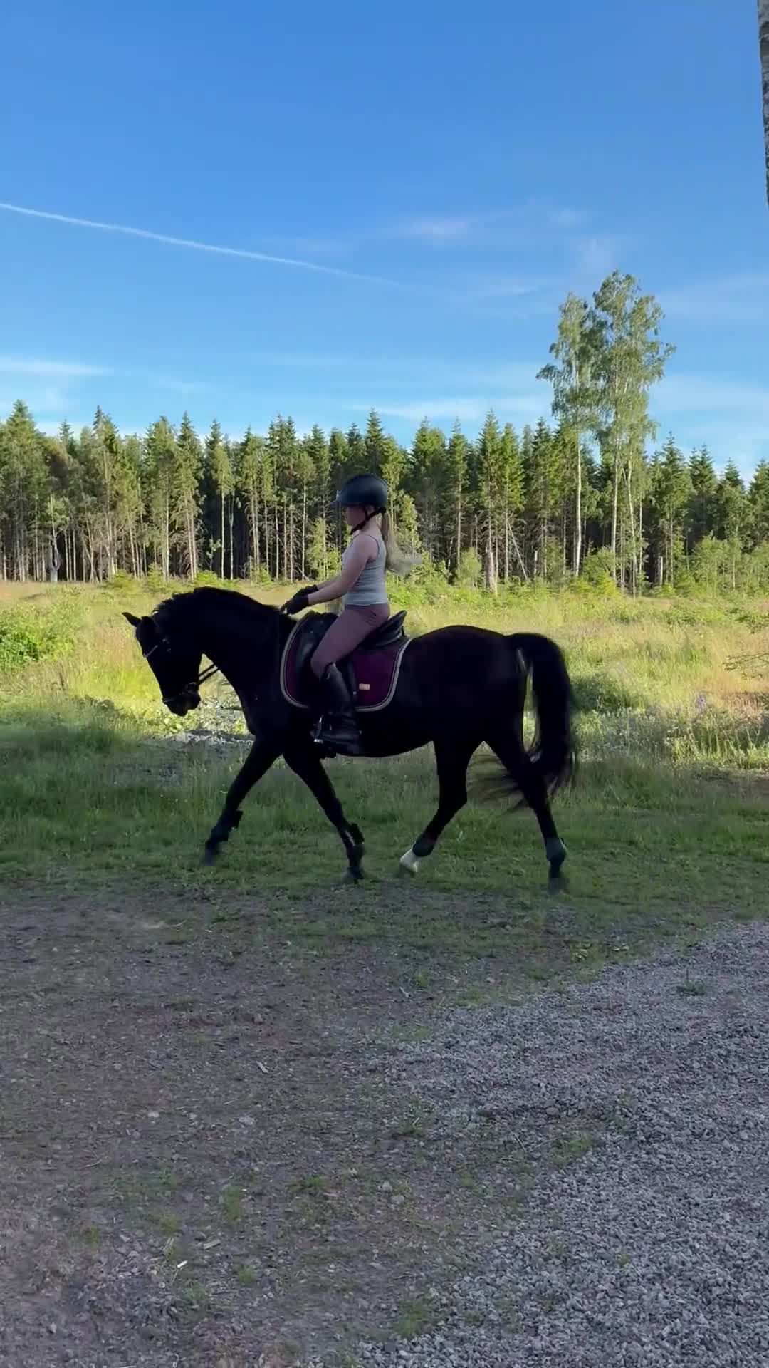 Dressyr hästar till salu: Vacker ponny med ett hjärta av guld  i Tranås - Video 1