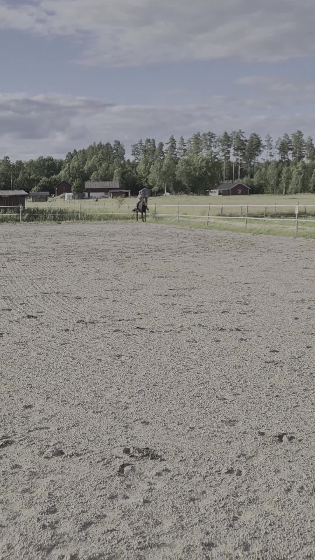 Dressyr hästar till salu: Trevligt friskt  swbsto  - Video 1