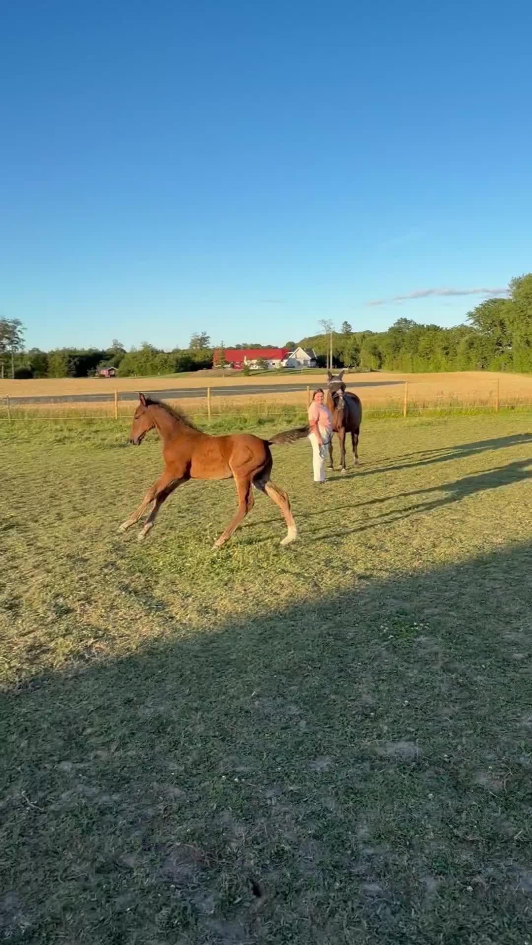 Hoppning hästar till salu: En lovade framtidsstjärna!✨🤩 - Video 4