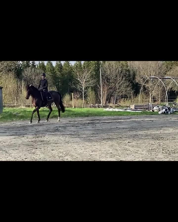 Allround hästar till salu: Genom snäll arbetsmyra - Video 2