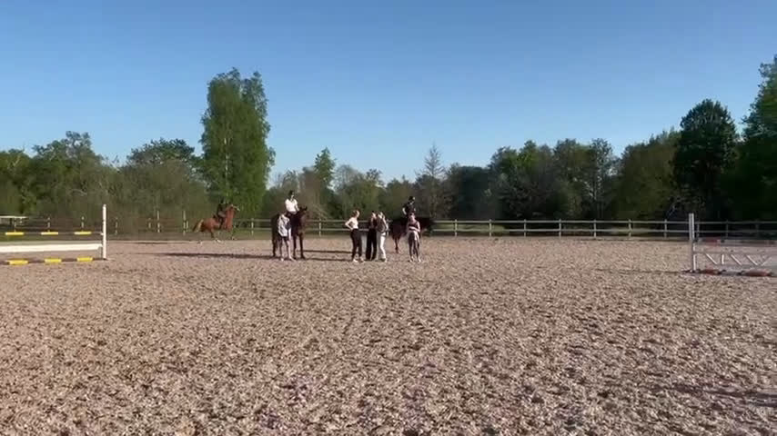 Hoppning hästar till salu: 🌟 Tävlingshäst med kapacitet – 11-årigt sto i Strömsholm - Video 1