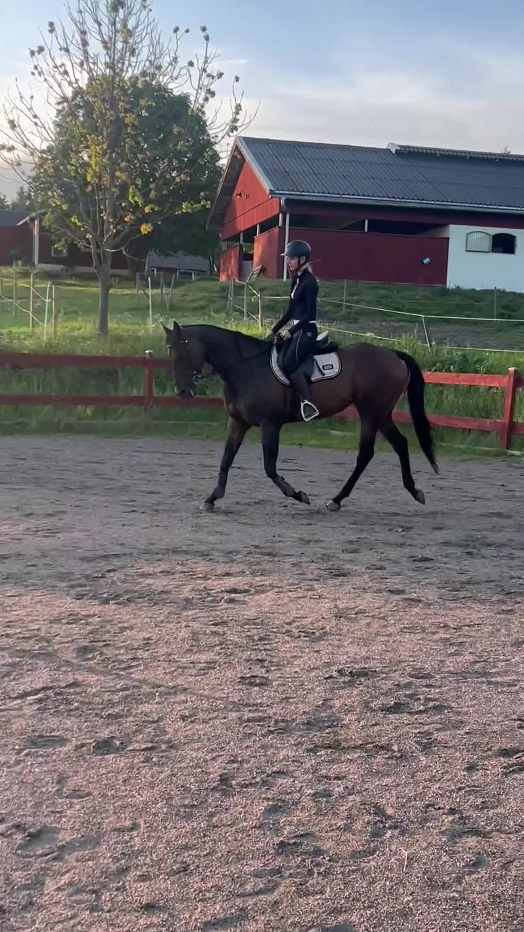 Allround hästar till salu: Superfint fullblodssto - Video 2