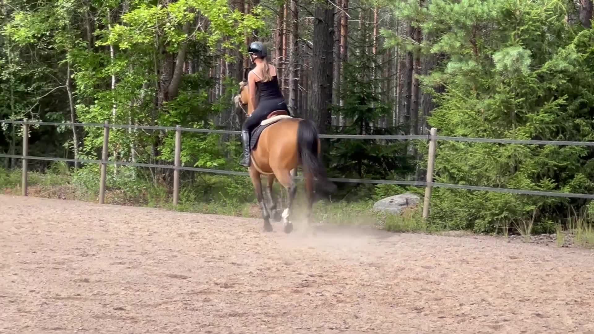 Allround hästar till salu: Maxad C-ponny söker bästa kompis - Video 4
