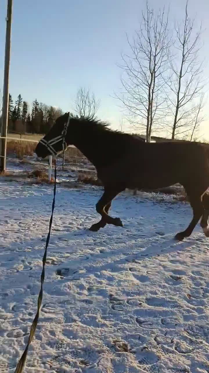 Allround hästar till salu: Trevligt varmblodssto  - Video 1