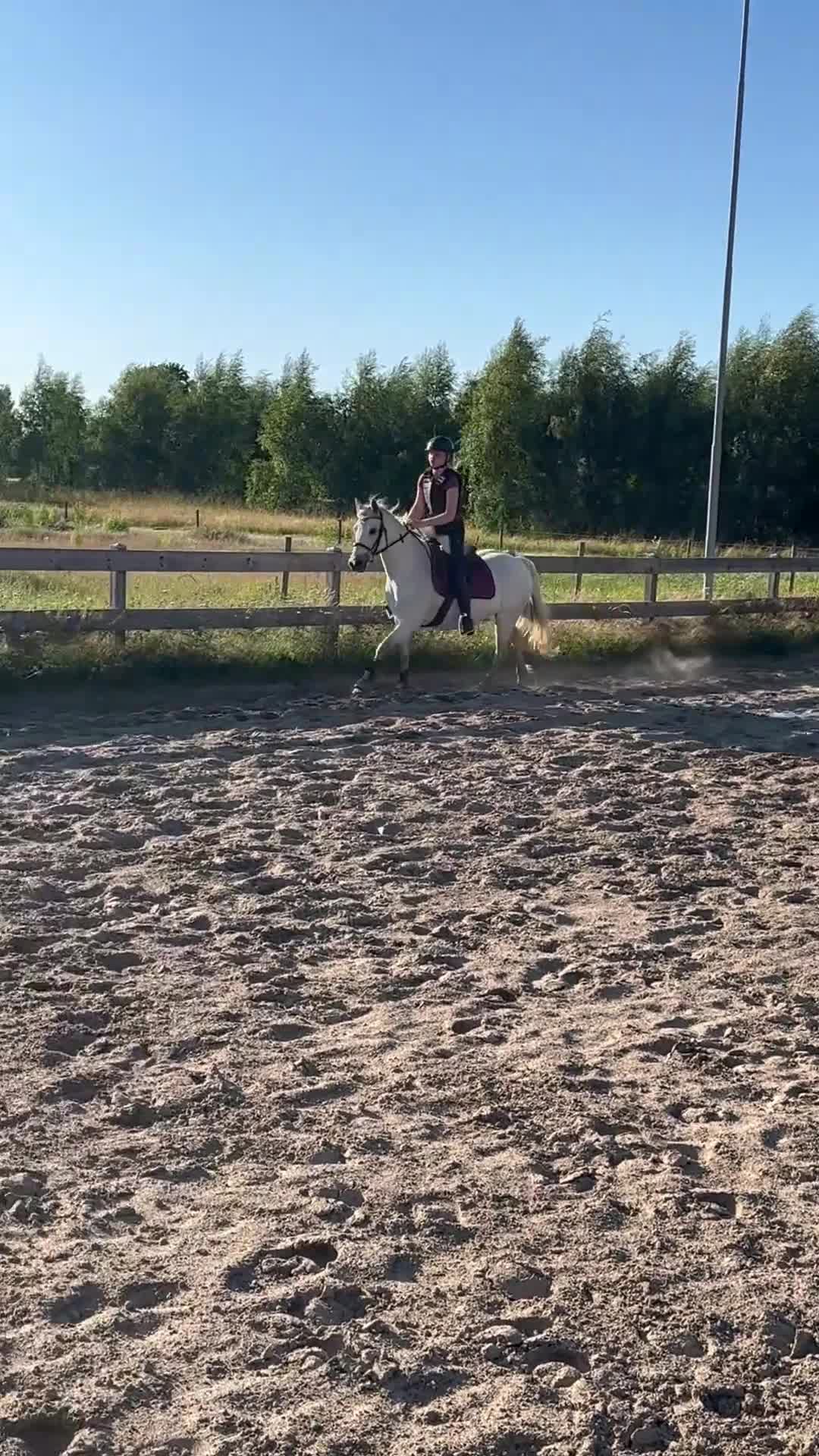 Hoppning hästar till salu: Läromästare, Connemarasto🌸 - Video 2