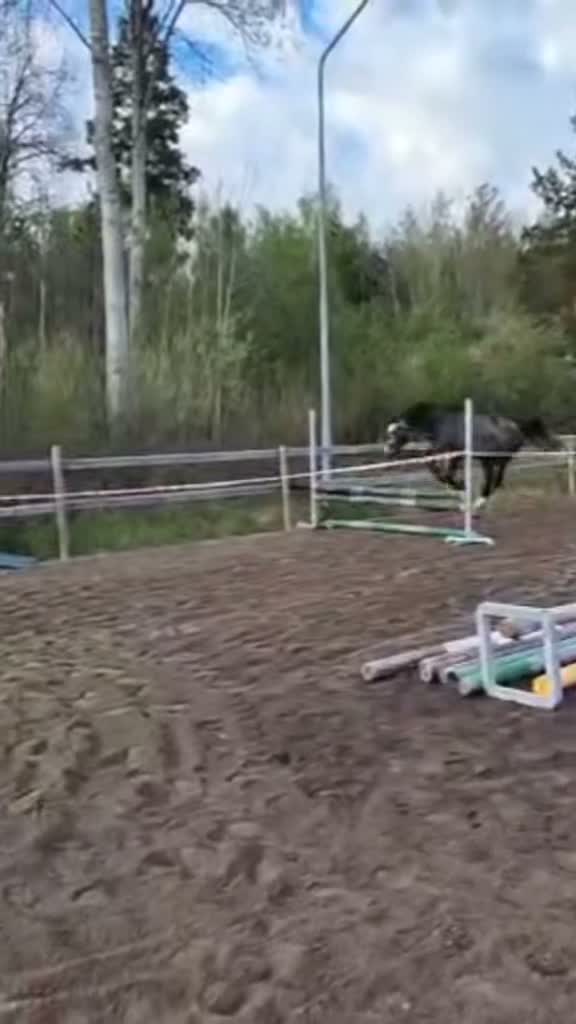 Hoppning hästar till salu: 4-årigt sto med fina meriter och stor potential - Video 2