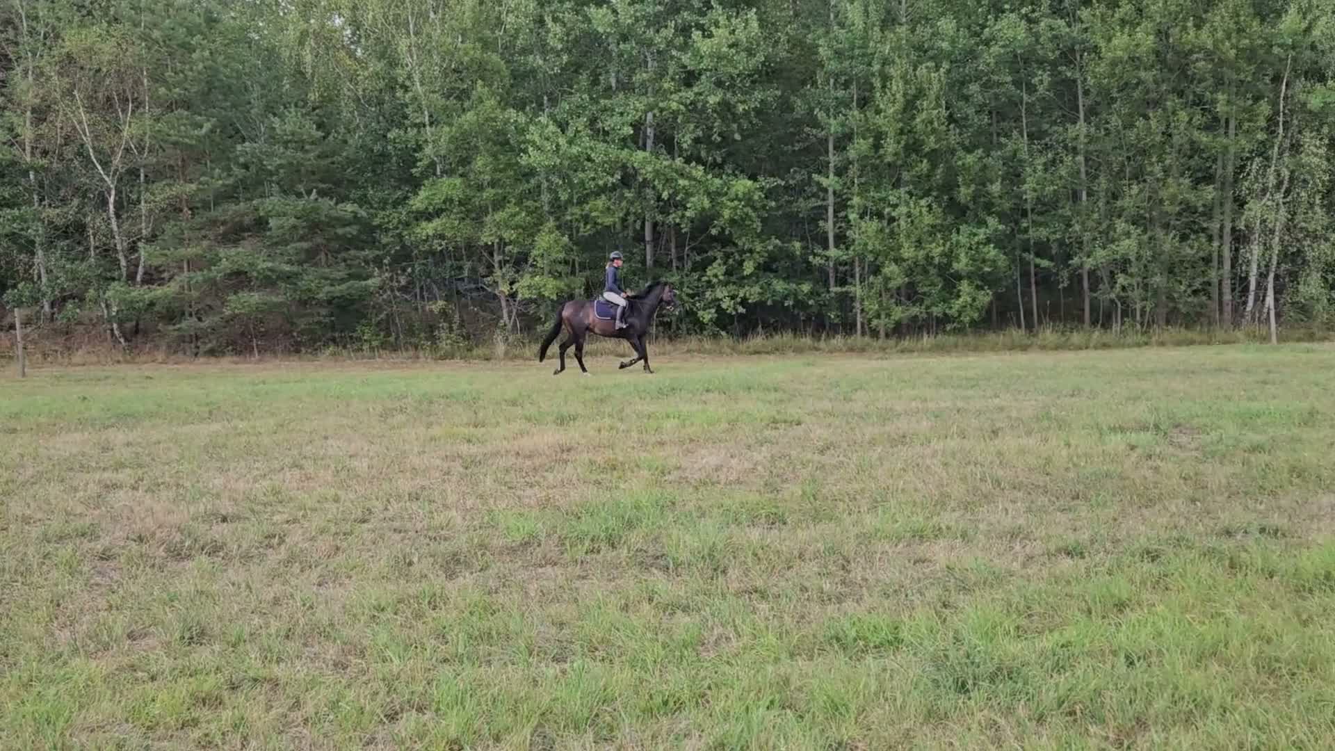 Allround hästar till salu: Hispano-arab med stort hjärta - Video 3