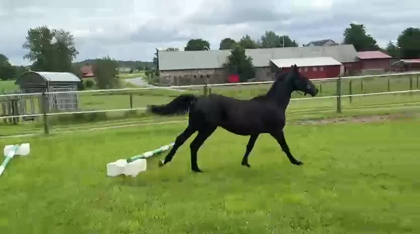 Allround hästar till salu: Ettårig allround valack - Video 1