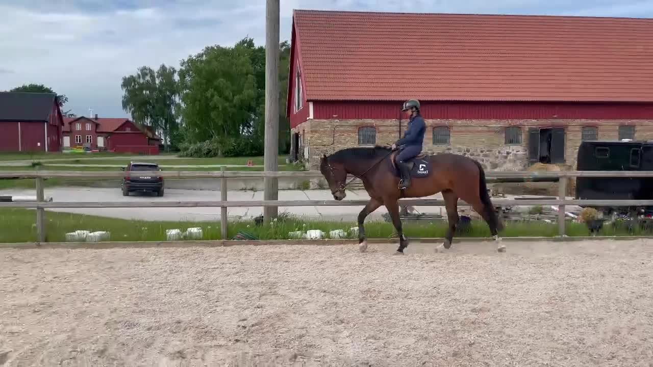 Hoppning hästar till salu: 5-årig valack med talang i Kävlinge - Video 2