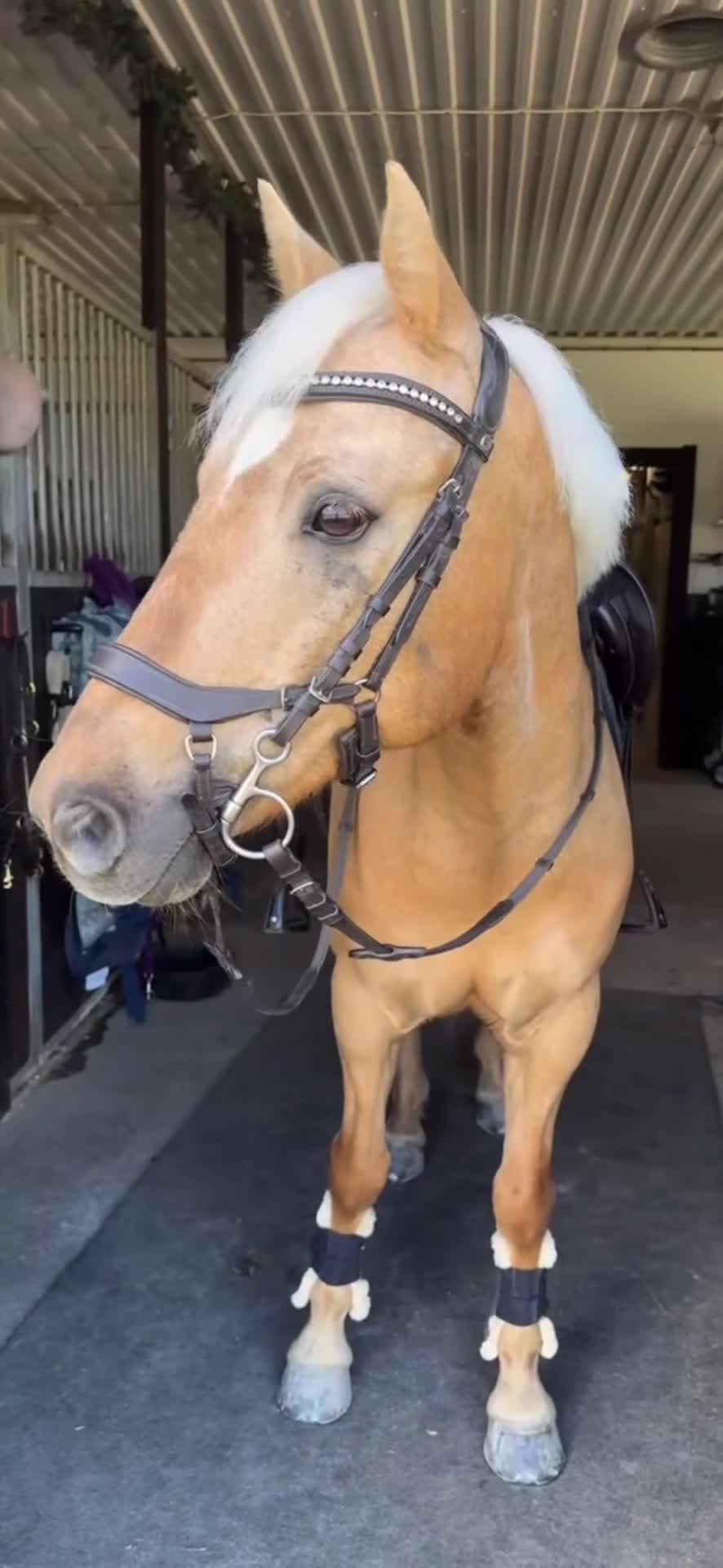 Hoppning hästar till salu: 💛 Guldponnyn 💛 - Video 1