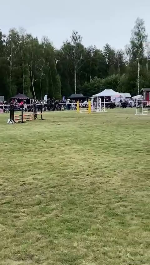 Hoppning hästar till salu: Fantastisk Läromästare  i Sävsjö - Video 2