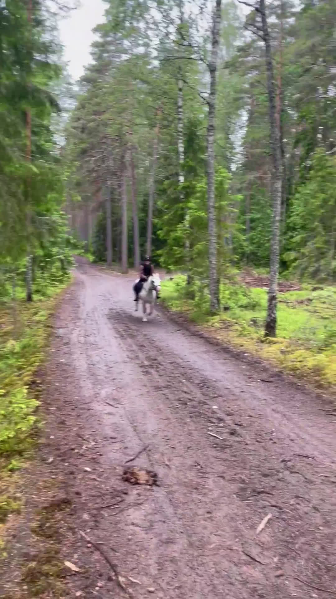 Allround hästar till salu: Gångartschampion  - Video 4