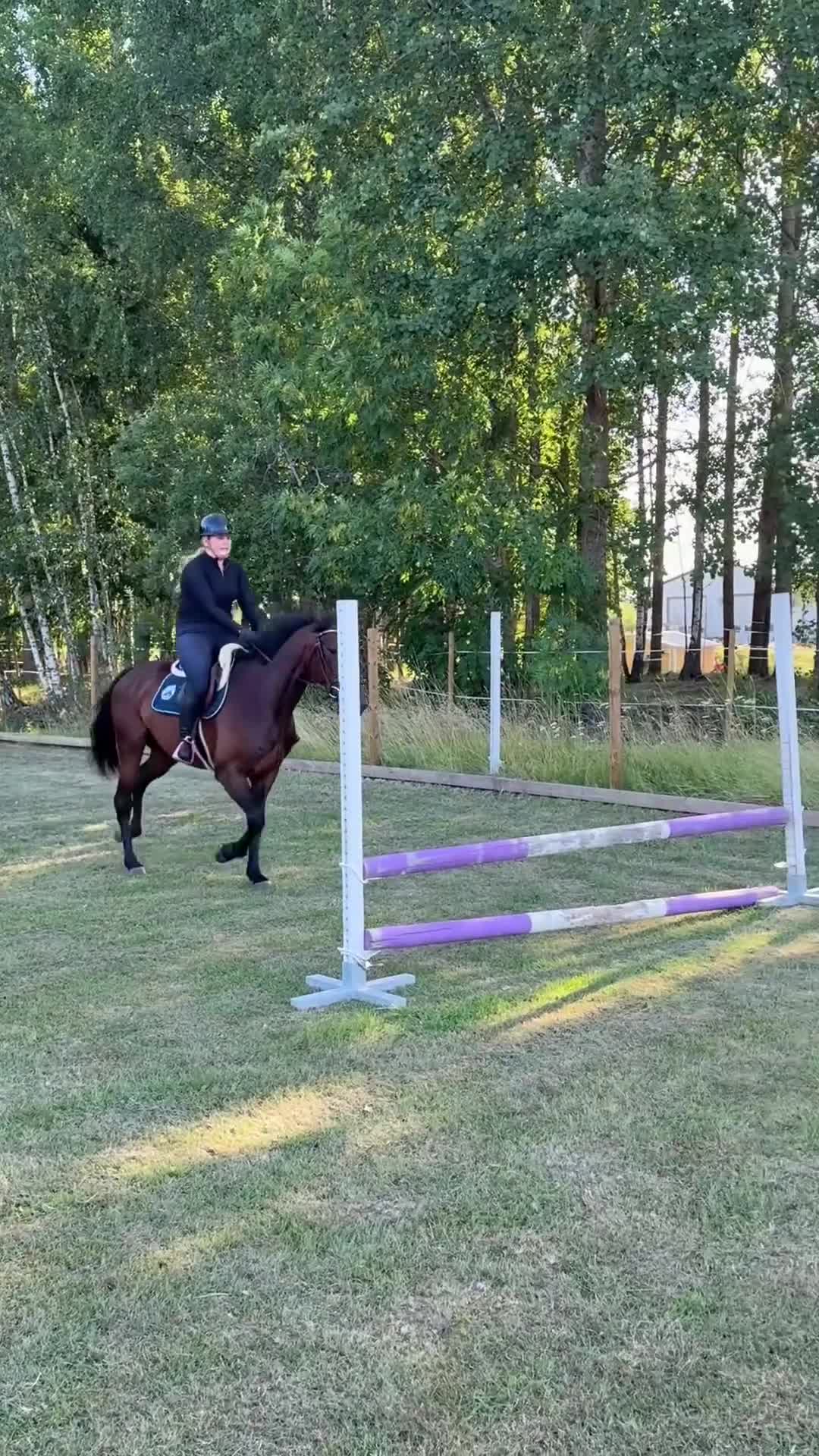 Allround hästar till salu: Härlig allroundhäst! - Video 1