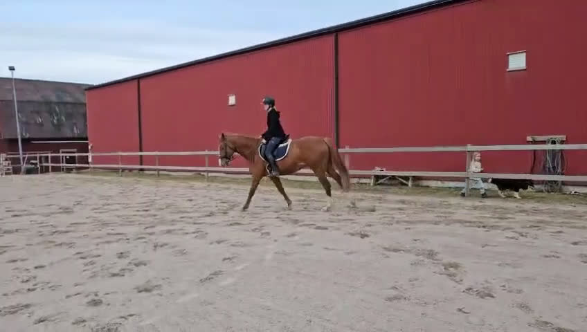 Allround hästar till salu: Killen med hjärtat på rätt ställe! - Video 1