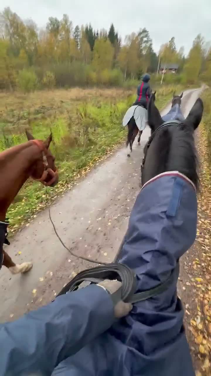 Allround hästar till salu: Sto med utstrålning  i Uddeholm - Video 5