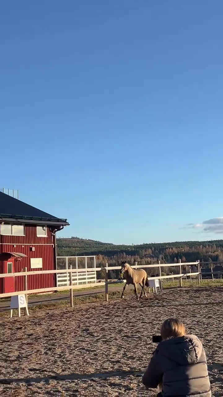 Dressyr hästar till salu: Unikt framtidsämne!  - Video 1