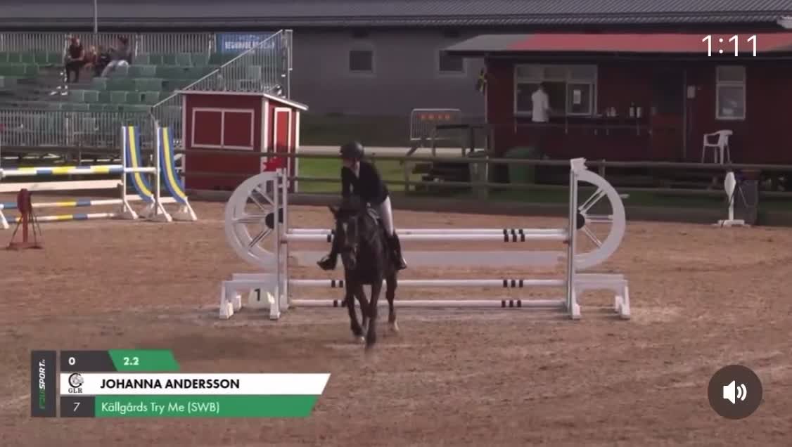 Hoppning hästar till salu: Kvalitetshäst för framtiden  - Video 1