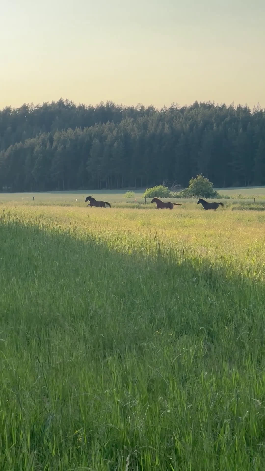  hästservice finnes: Lösdrift med fullservice för avelssto - Video 1