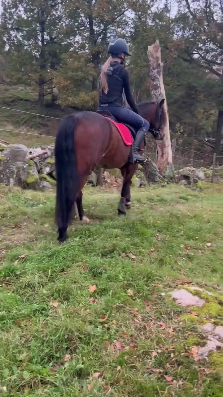 Allround hästar till salu: Vacker Maxad Allround B-ponny - Video 1