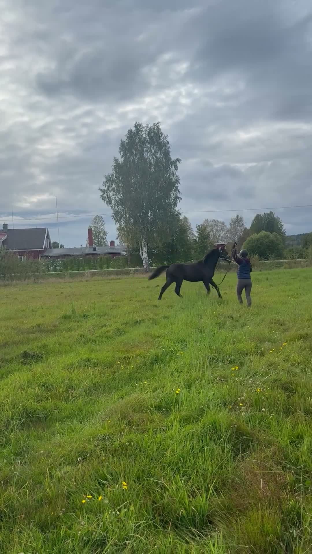 Dressyr hästar till salu: Åring för framtiden - Video 2