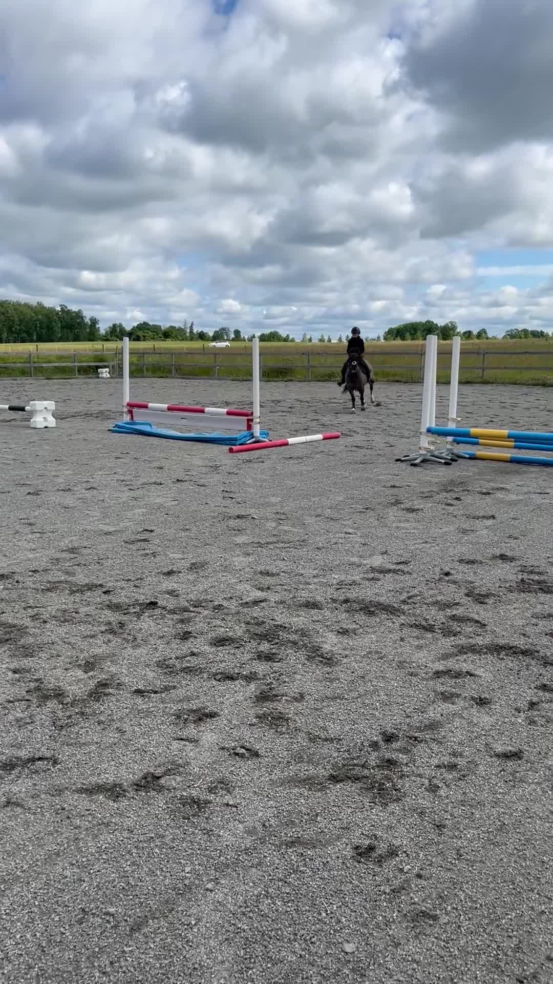 Allround hästar till salu: Ponny med egen vilja söker nytt hem  - Video 2