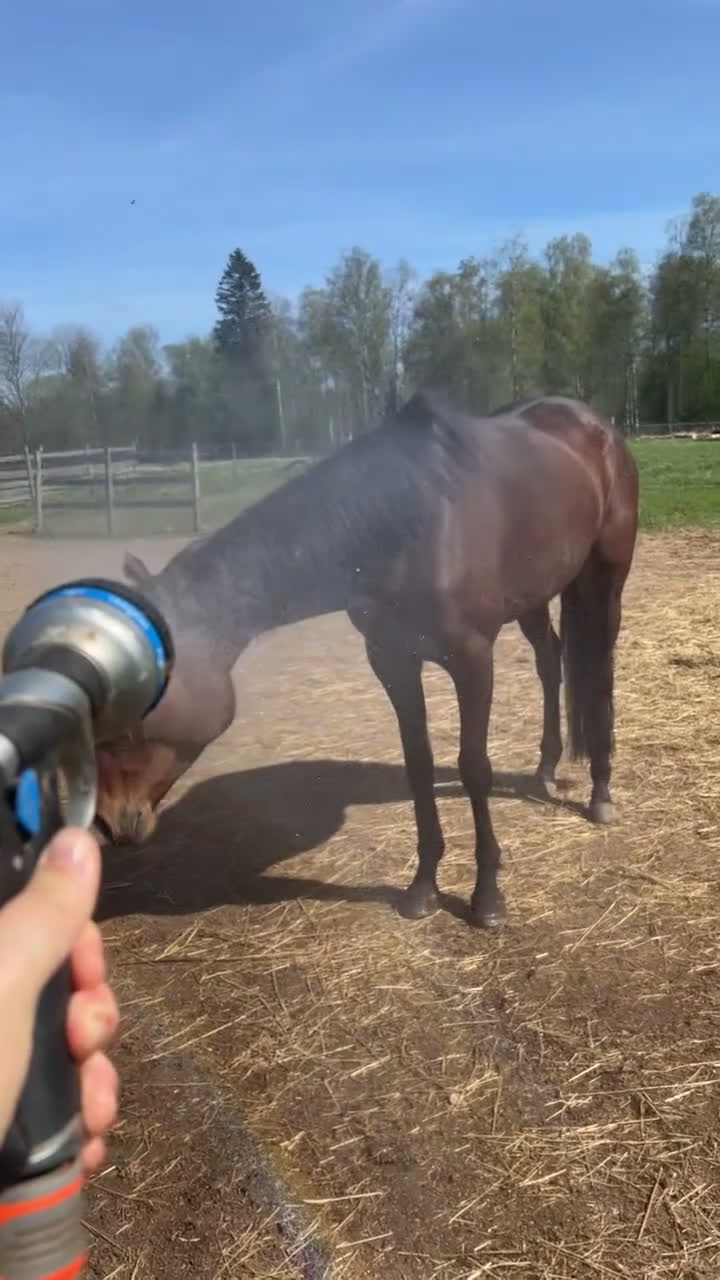 Allround hästar till salu: Sto med mycket personlighet! i Äspered - Video 1