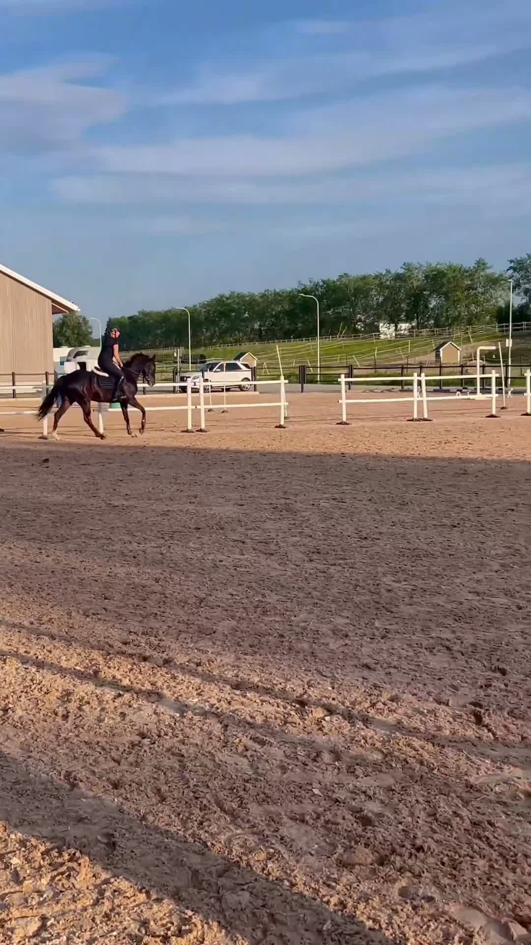 Allround hästar till salu: Trevlig allroundhäst för träning, tävling och mys  i Borlänge - Video 2