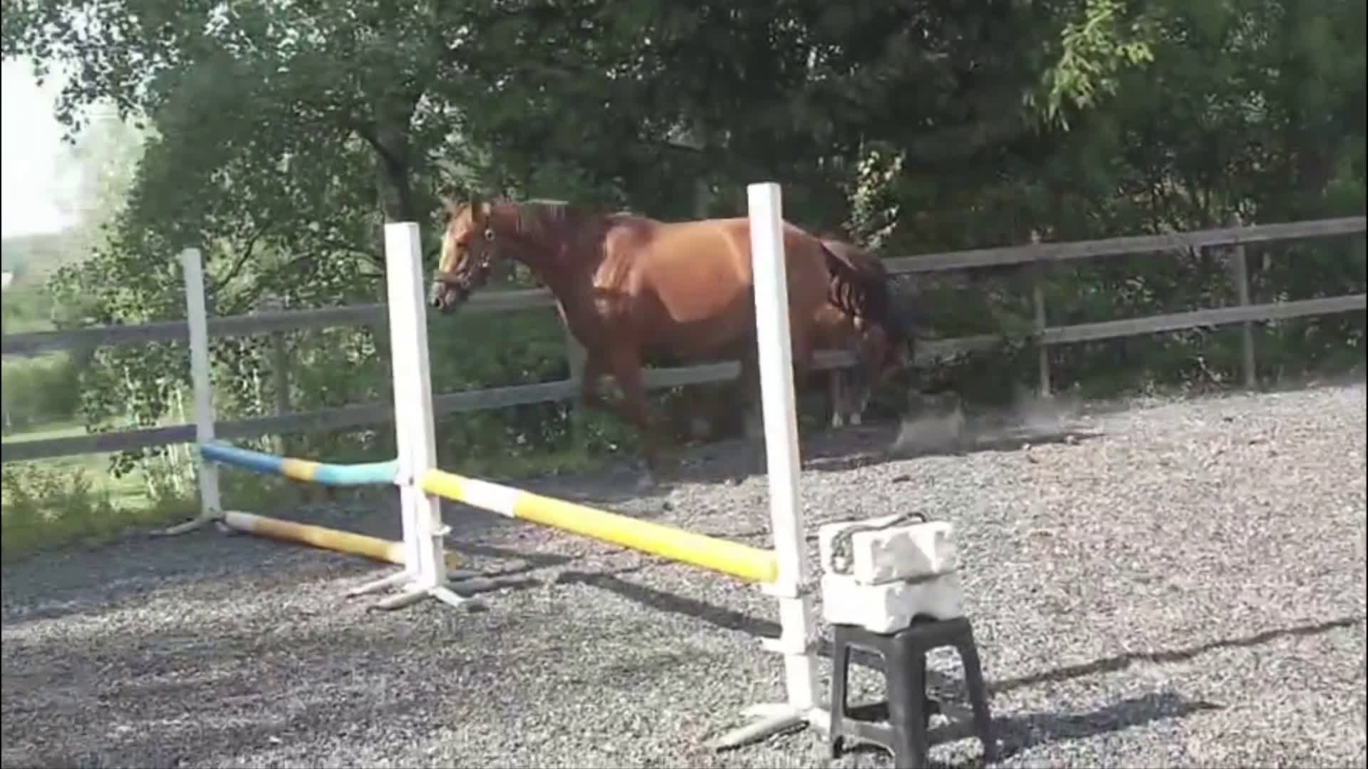 Allround hästar till salu: Leonore f. 2016 i Sköldinge - Video 1