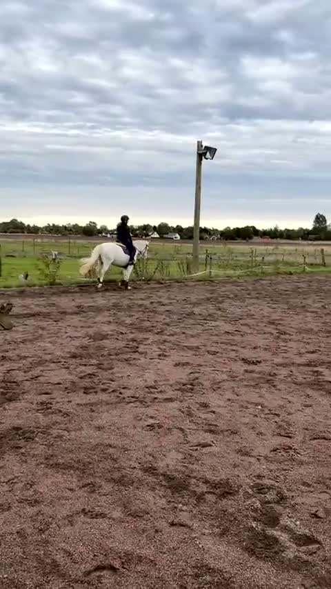 Dressyr hästar till salu: Fin ponny som är rolig att rida varje dag!💞 - Video 3