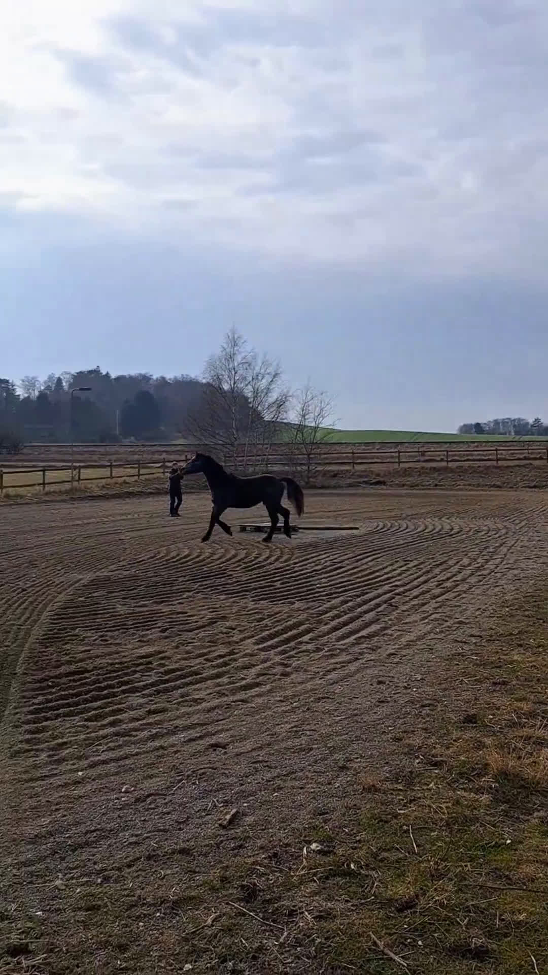 Allround hästar till salu: Vacker Connemara - Video 1