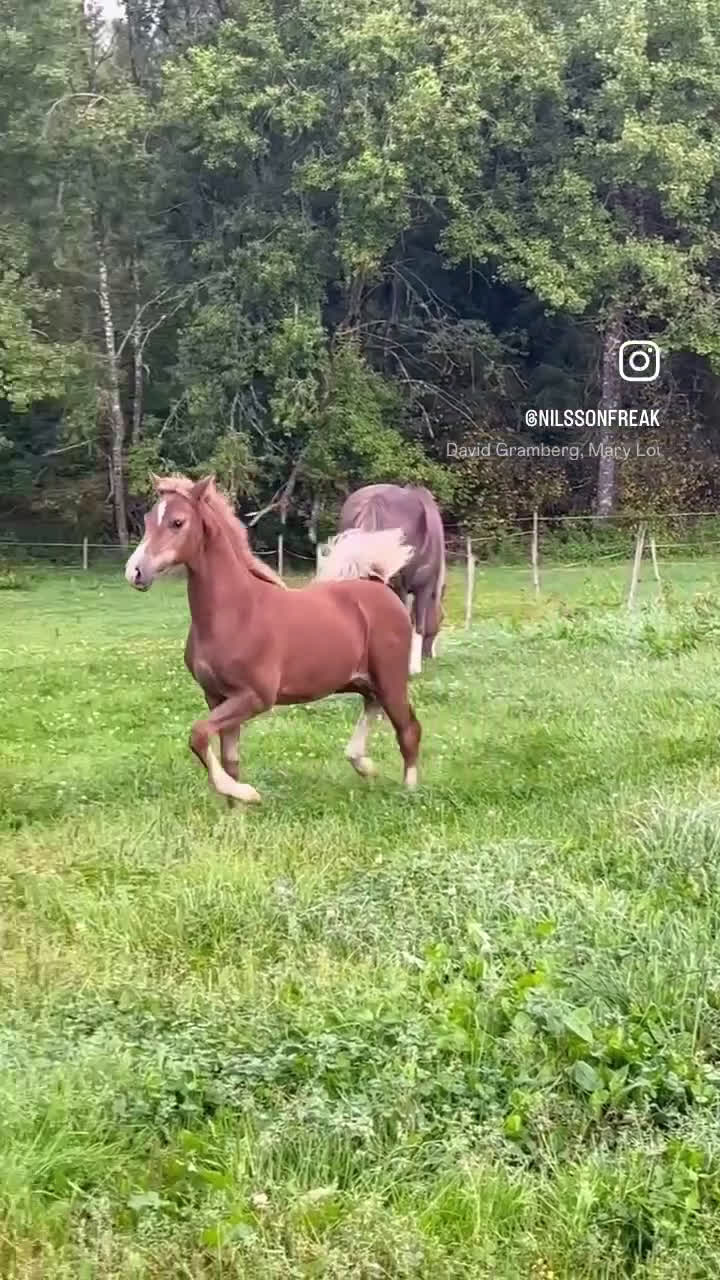 Allround hästar till salu: Stoföl som har allt man kan önska sig. i Bredaryd - Video 1