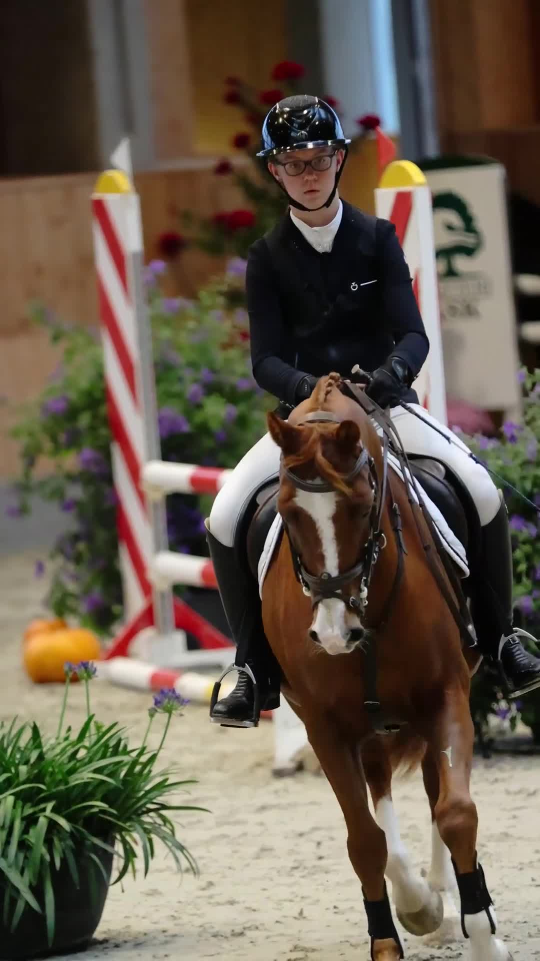 Allround hästar till salu: Super allround pony til salg - Video 2