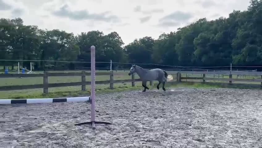 Hoppning hästar till salu: 3YO CONNEMARA – ELITE JUMPING PROSPECT i Ljungby - Video 4