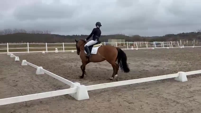 Dressyr hästar till salu: Snäll dressyrtalang för framtida mästerskap  - Video 2