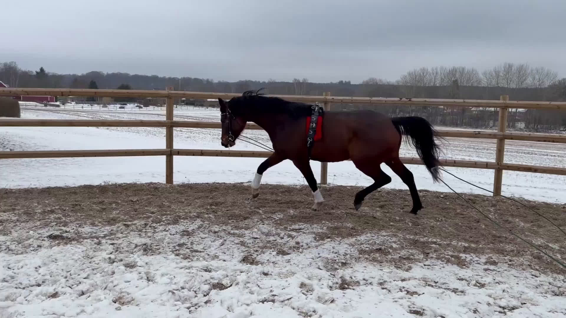 Dressyr hästar till salu: Tillfälle! Elegant sto - Video 2