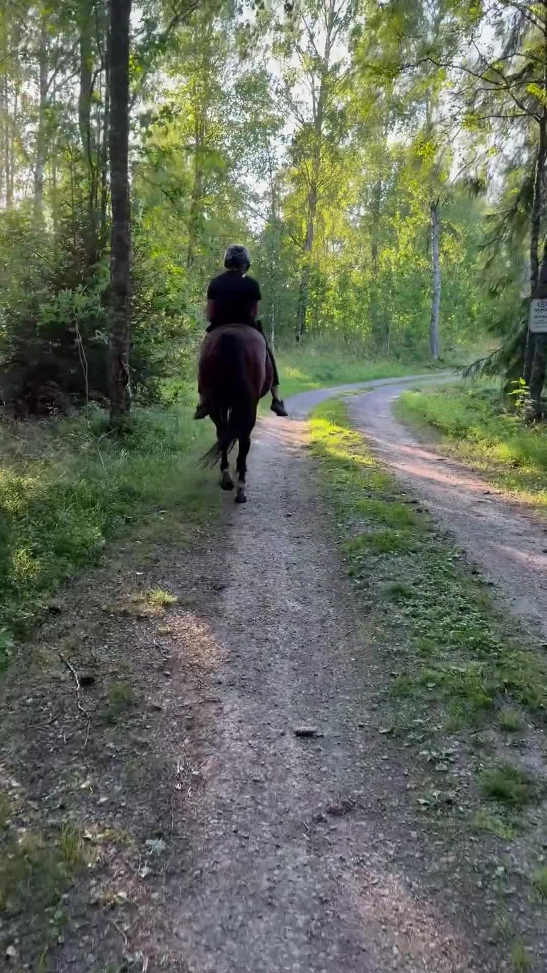 Allround hästar till salu: Gloria vill bli ridhäst - Video 3