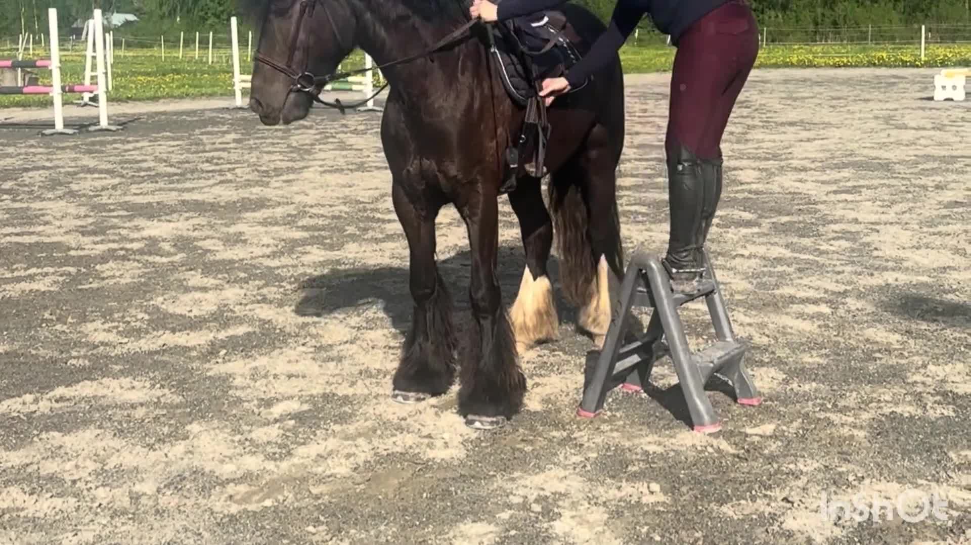 Allround hästar till salu: Perfekta ungponnyn med framtiden framför sig! - Video 1
