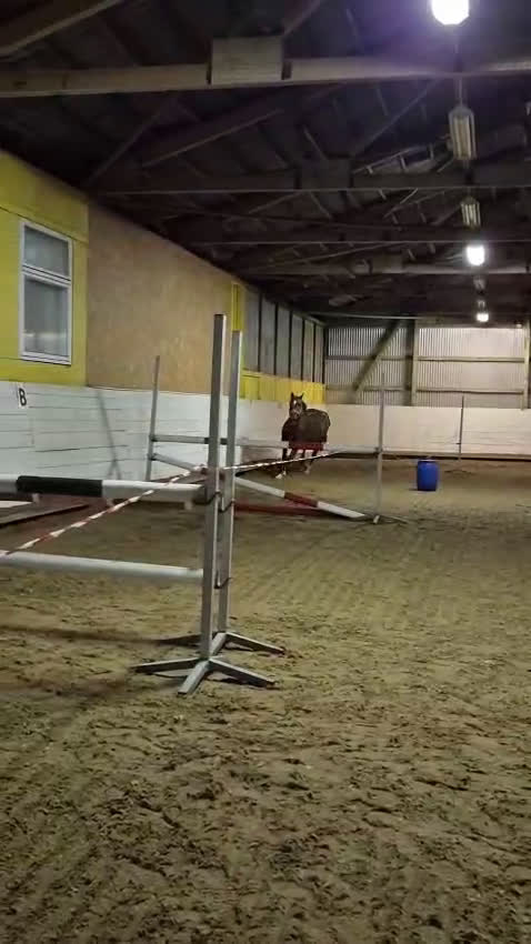 Allround hästar till salu: Stor häst i litet format  i Ljungbyhed - Video 2