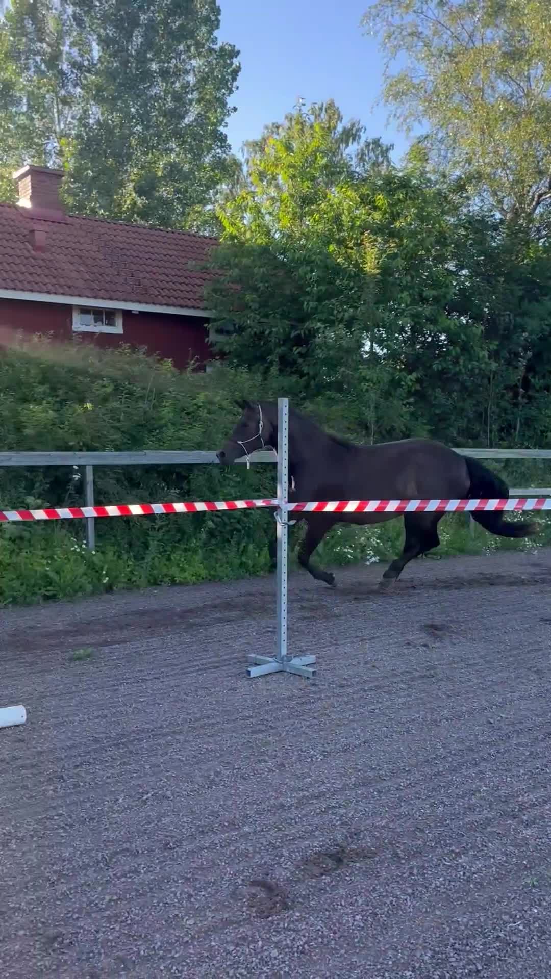 Hoppning hästar till salu: Oslipad pärla - Video 3
