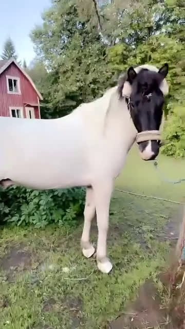 Island hästar till salu: Stor, 90% bombsäker, viktbärande valack i Degerfors - Video 1