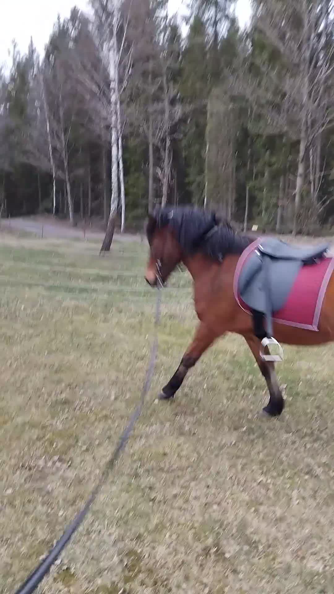 Island hästar till salu: Utmaning för duktig - Video 1