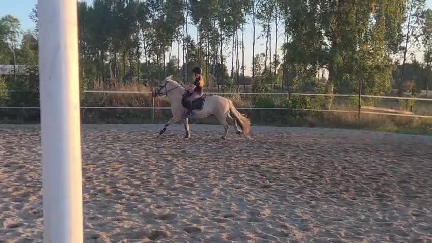 Allround hästar till salu: 3-årig toppstammad Valack söker 5🌟🏡 - Video 1