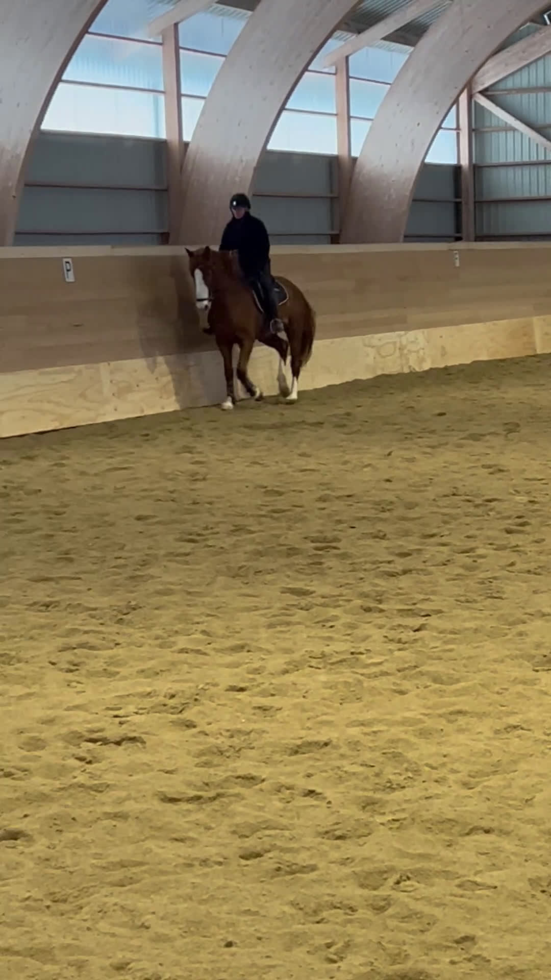 Dressyr hästar till salu: Fint ungsto efter Sibelius (SWB) i Sveg - Video 1