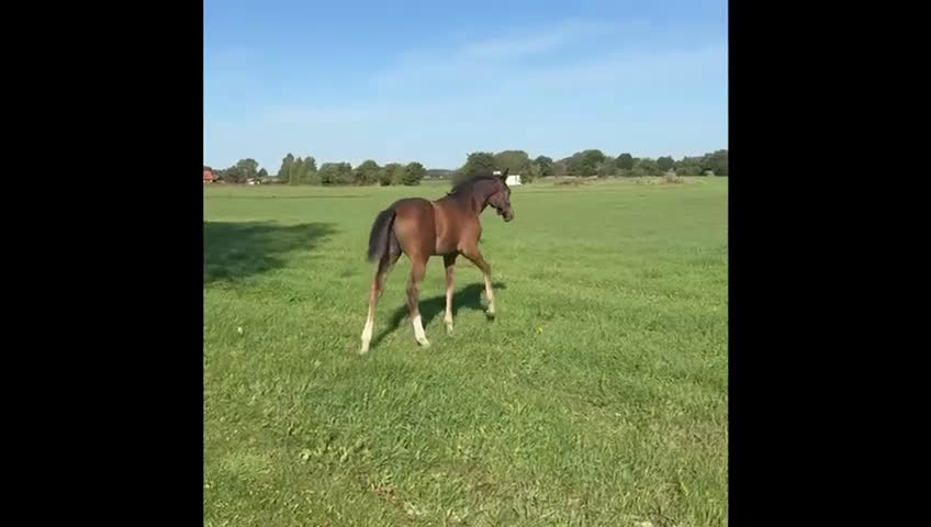 Dressyr hästar till salu: Lovande stoföl e. Indium ts. Ev. bytes! i Tollarp - Video 1