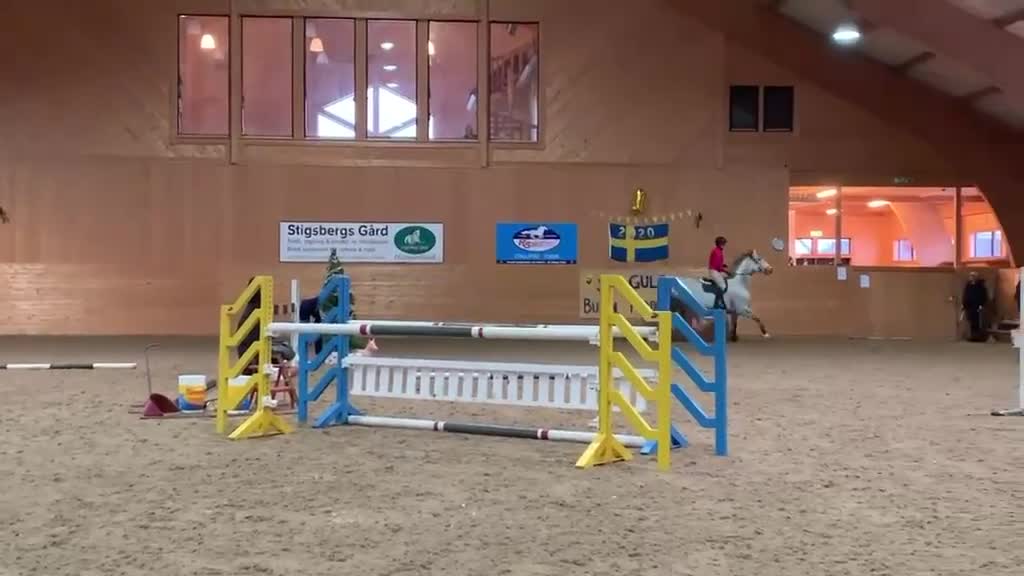 Avelshästar hästar till salu: Fanstastisk avelssto för prestationsavel säljes - Video 1
