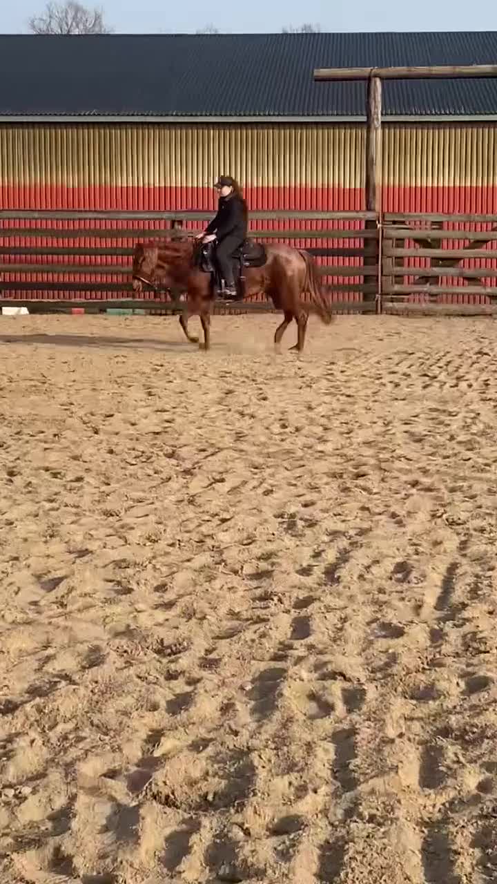 Western hästar till salu: Dräktigt Quarter sto - Video 2