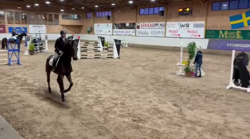 Hoppning hästar till salu: Hopphäst  - Video 1